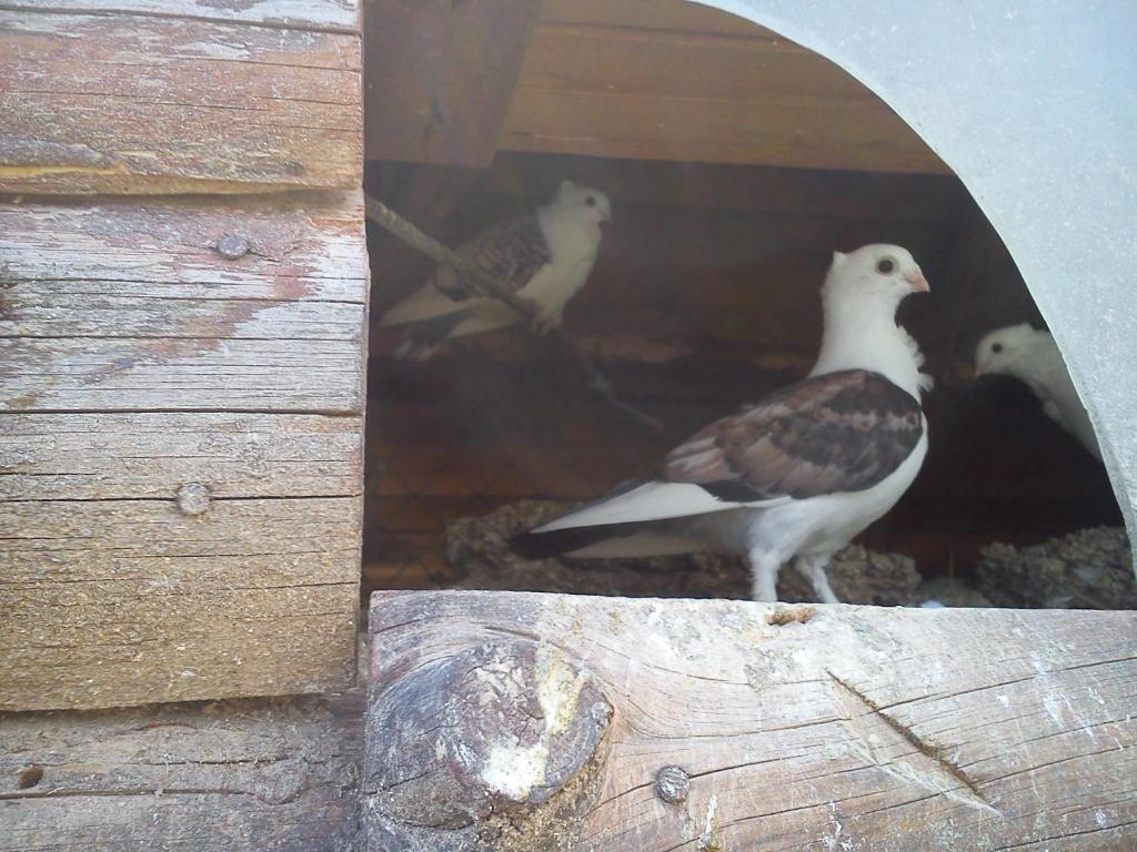 Rusaliite Adventure House Bachevo  Dış mekan fotoğraf