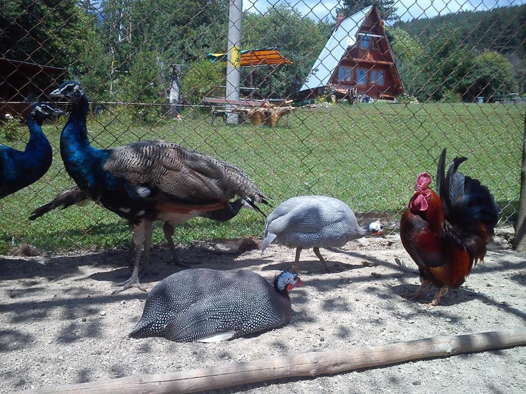 Rusaliite Adventure House Bachevo  Dış mekan fotoğraf